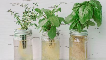 hydroponic growing with herbs in jars 