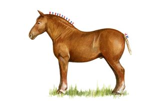 Native horse breeds of Britain