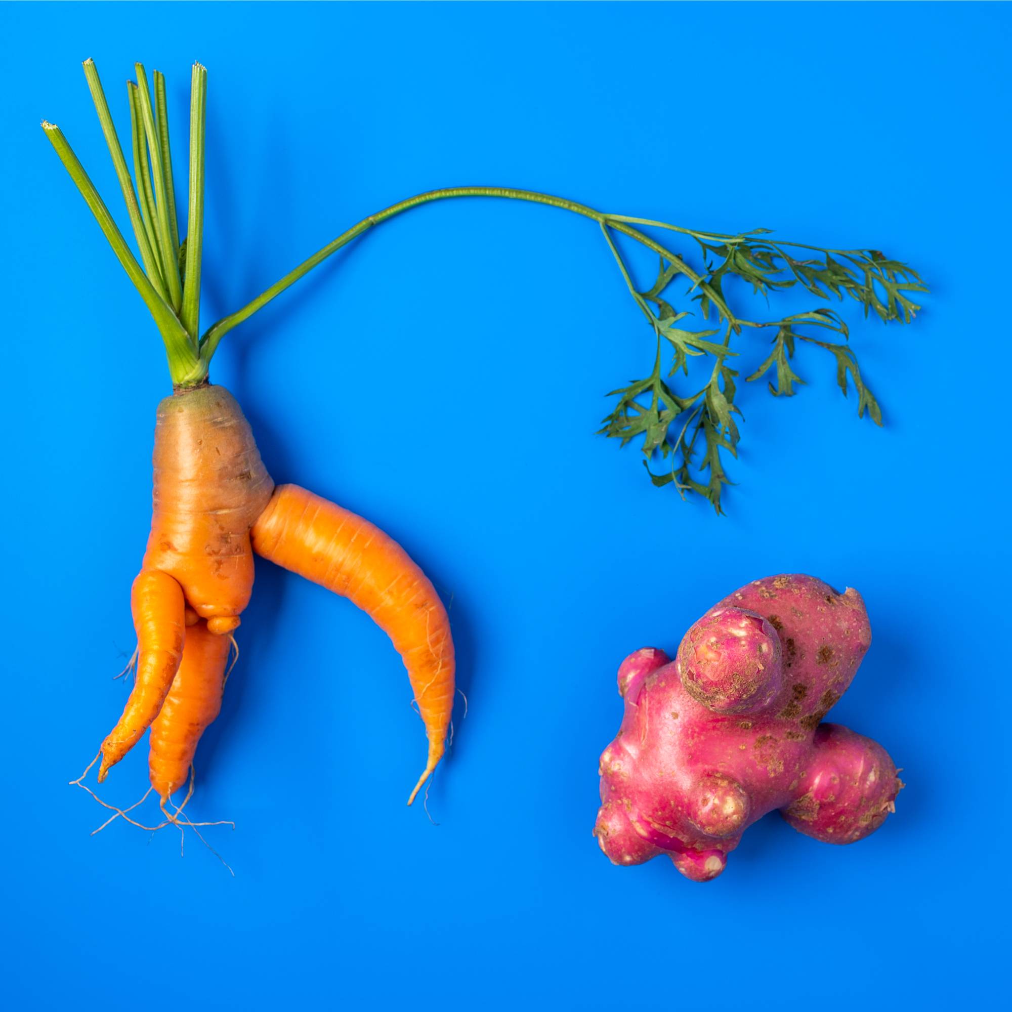 Weirdly shaped potato and carrot on a bright blue background