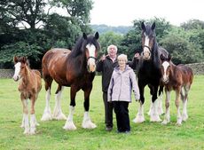 Keith-and-Pam-Downs-Shire-Horses-pic.jpg