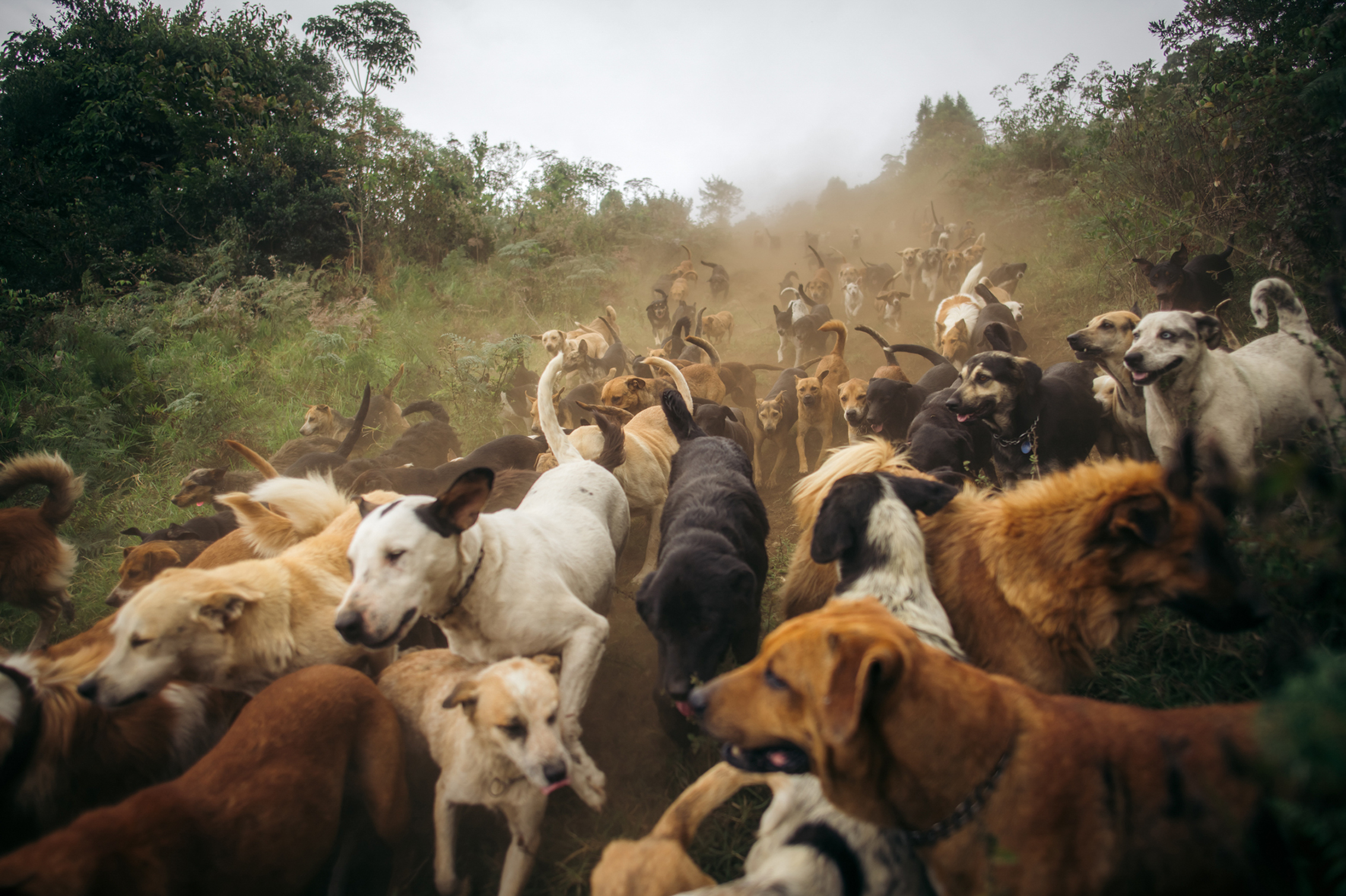 A lively pack of diverse dogs running through a dusty path in a lush green landscape
