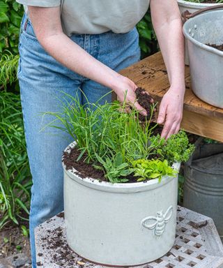 Planting herb plants in a garden pot