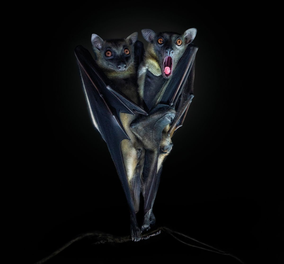 Two bats hang upside down against a black background, their wings wrapped tightly around each other. One bat's eyes are wide and mouth open, expressing surprise