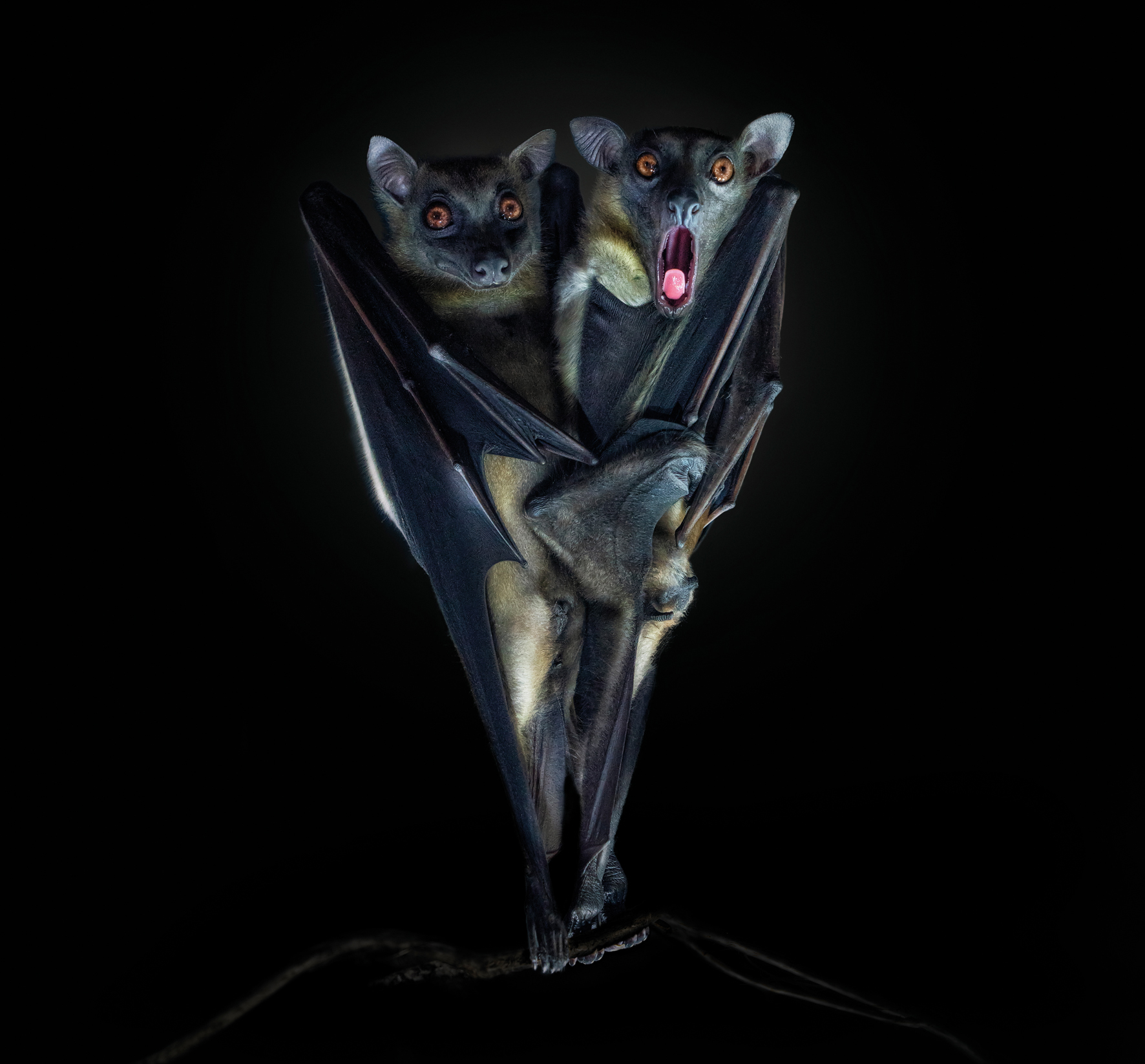 Two bats hang upside down against a black background, their wings wrapped tightly around each other. One bat's eyes are wide and mouth open, expressing surprise
