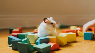 Hamster playing with small blocks