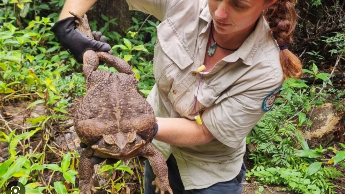 A woman holds a 6-pound cane toad found in a national park. 