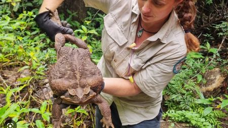 A woman holds a 6-pound cane toad found in a national park. 