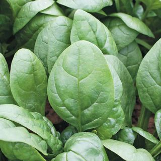 Tundra spinach