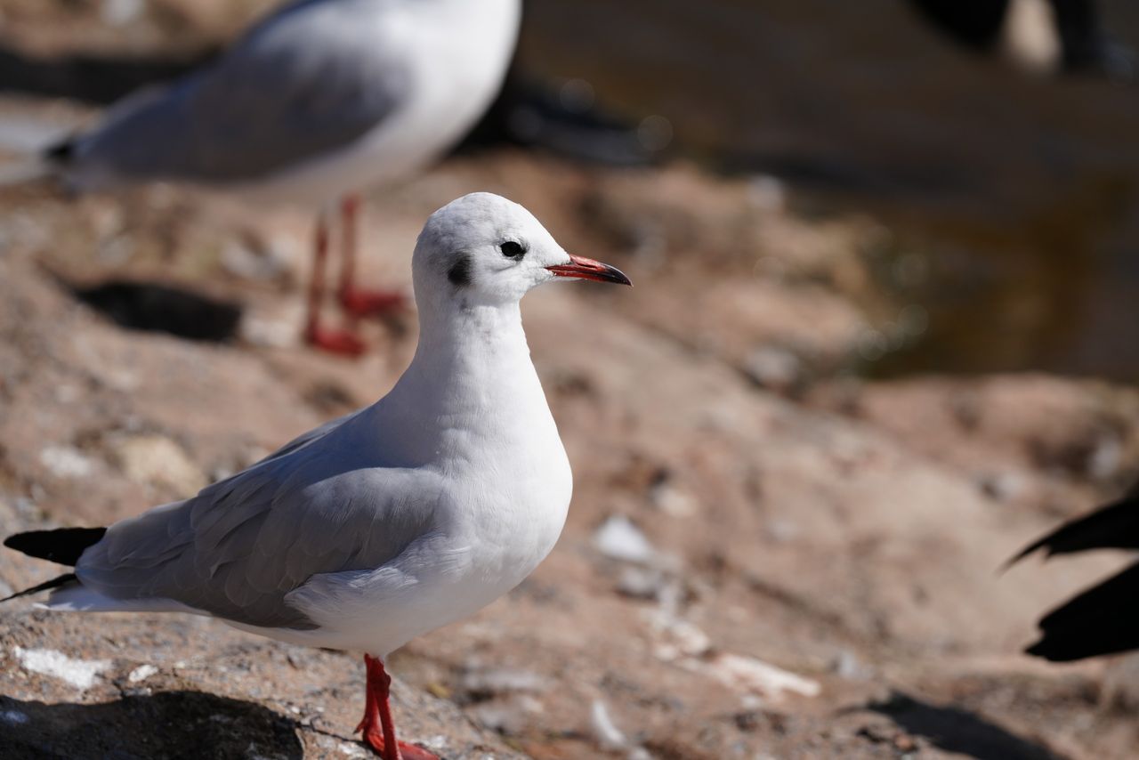 Sony FE 400mm f/4.5 GM OSS sample image