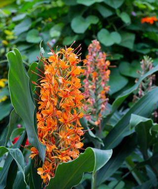 red/orange ginger lily plant, also known as Hedychium ‘Tara’
