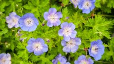 best hardy geraniums Rozanne blooming in garden bed display in summer