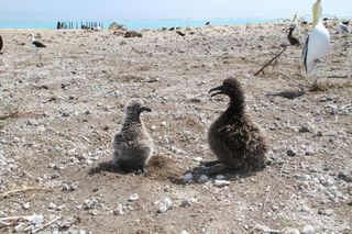 albatross-chicks-110315-02