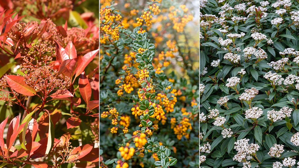 Landscaping shrubs: 10 varieties to add instant impact | Homes and Gardens