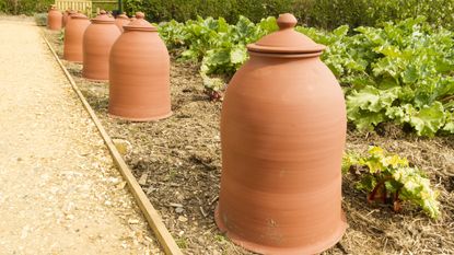 Terracotta rhubarb forcers in kitchen garden