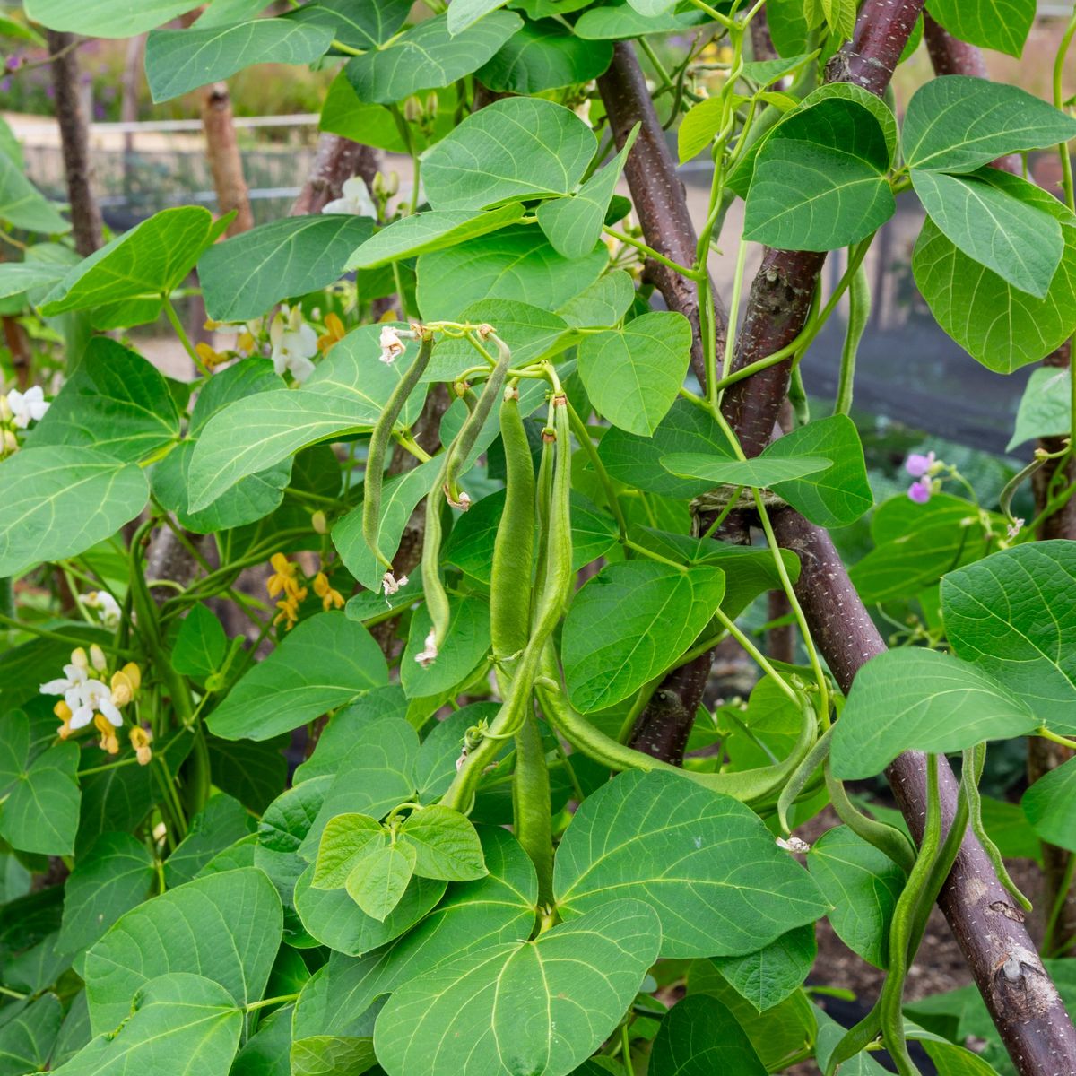 How to grow runner beans in pots for a bountiful crop | Ideal Home