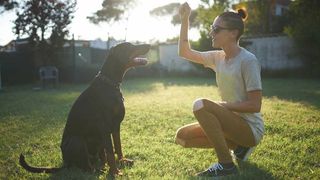 Dog being rewarded for good behavior