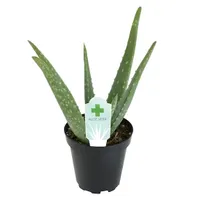 Lowe's Aloe Vera Plant