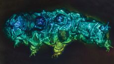 Tardigrade fossil scan.