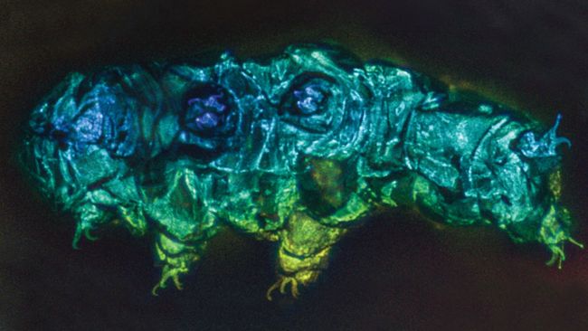 1st tardigrade fossils ever discovered hint at how they survived Earth ...