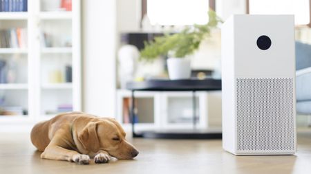 A dog sleeping next to an air purifier