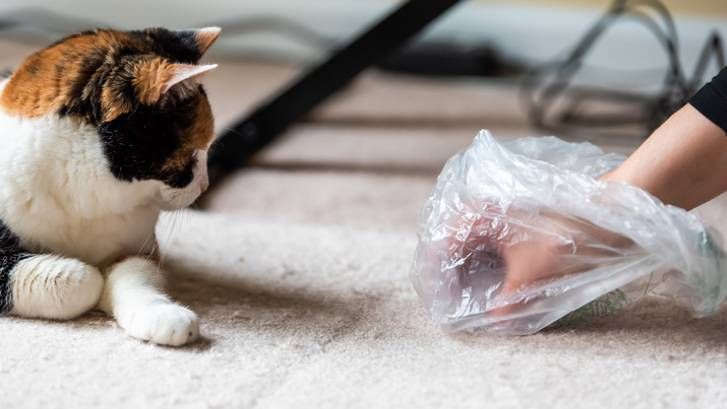 hairballs in cats