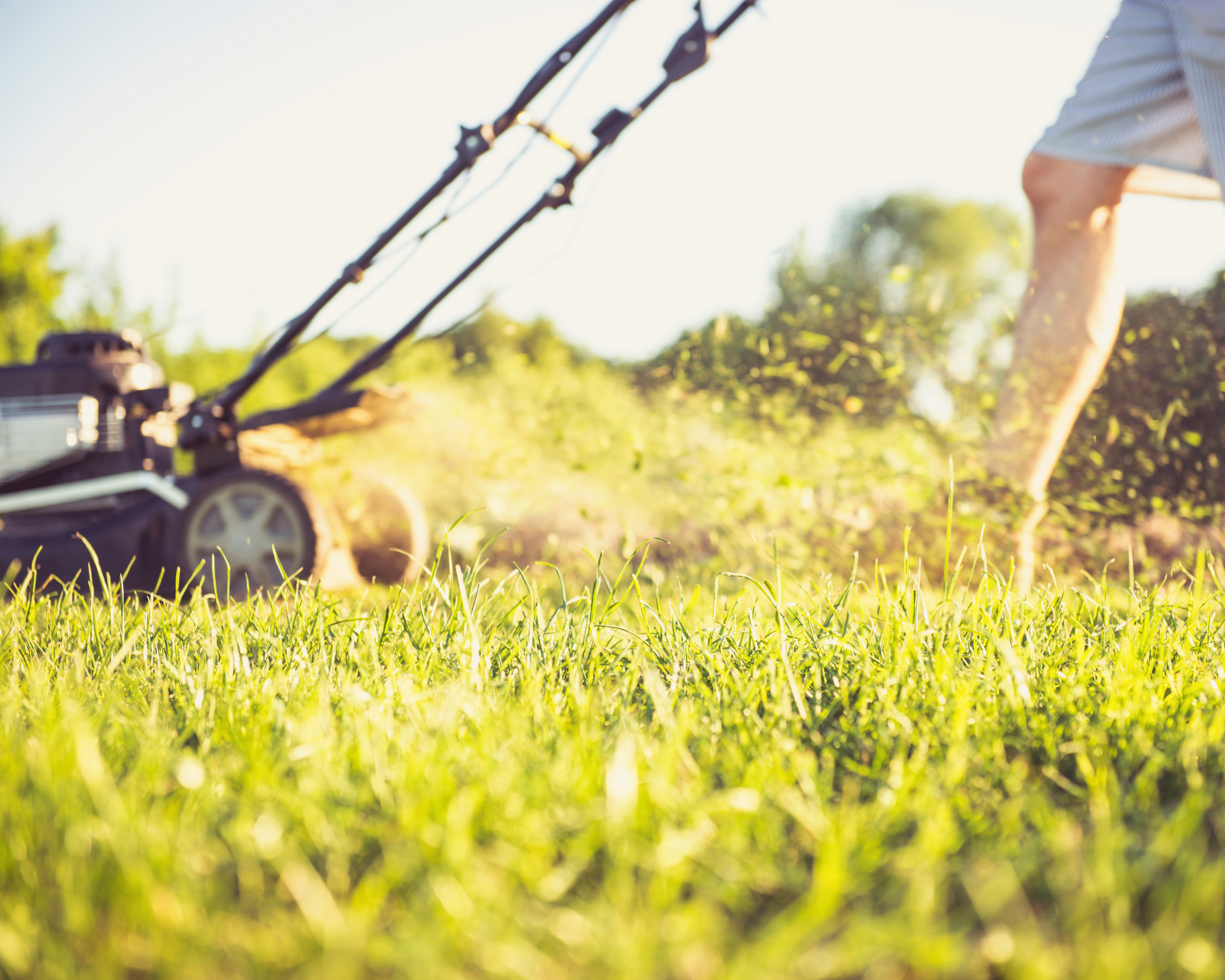 person mowing lawn with lawn lower and grass clippings flying through the air