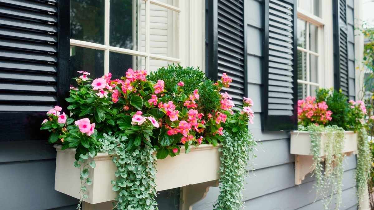 These 5 Spiller Plants Will Make Containers Look Fuller Instantly – Create Lush Pots, Hanging Baskets and Window Boxes
