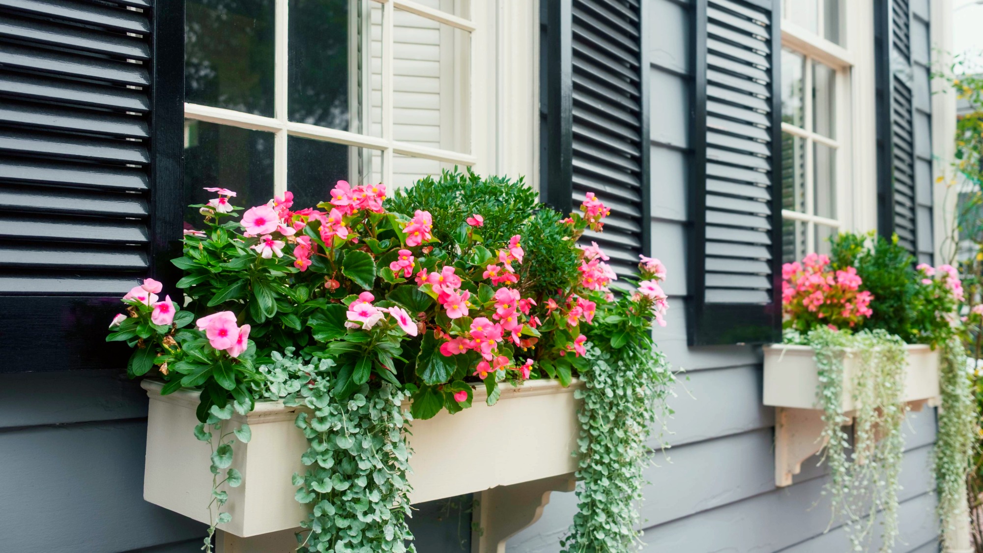 Window boxes with spilling creeping jenny