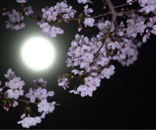 Blossoms in moonlight