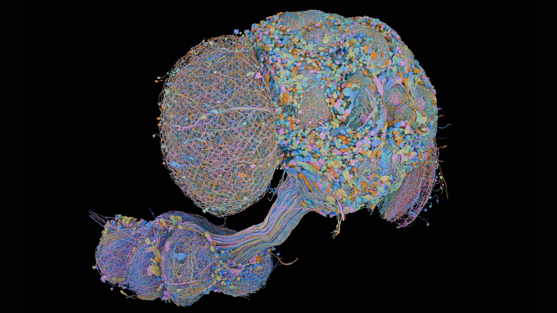 a colorful diagram of neurons in a fly brain and nerve cord, shown against a black background