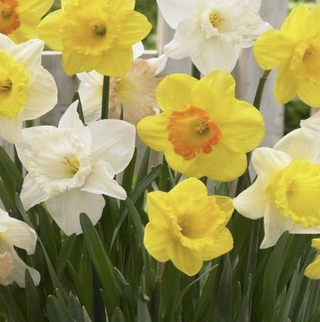 yellow daffodils