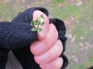 A chickweed flower. This low-growing annual tastes of corn silk.
