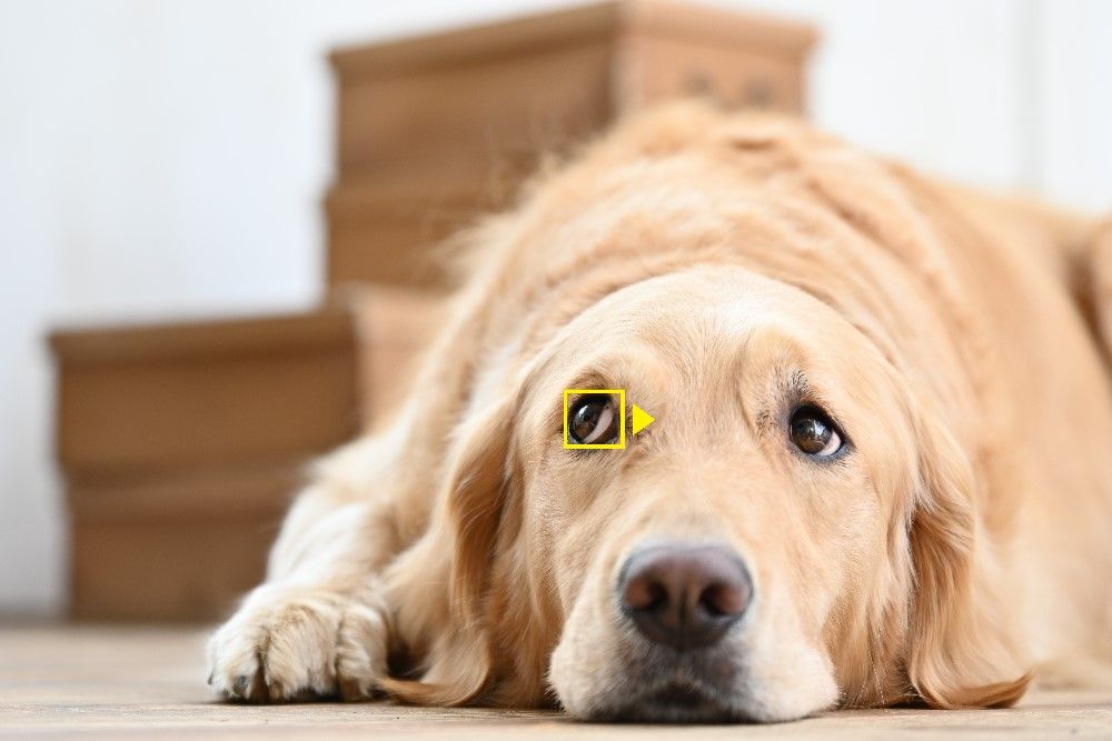 Nikon Z50 firmware update captures pets&#039; eye portraits, among other goodies