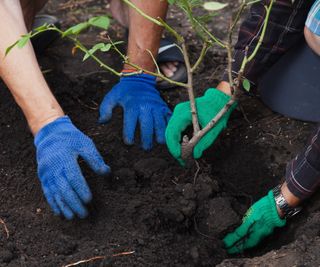 Rose planting with a small rose plant and two gardeners wearing green and blue gloves