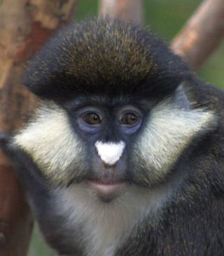Cercopithecus ascanius guenon monkey