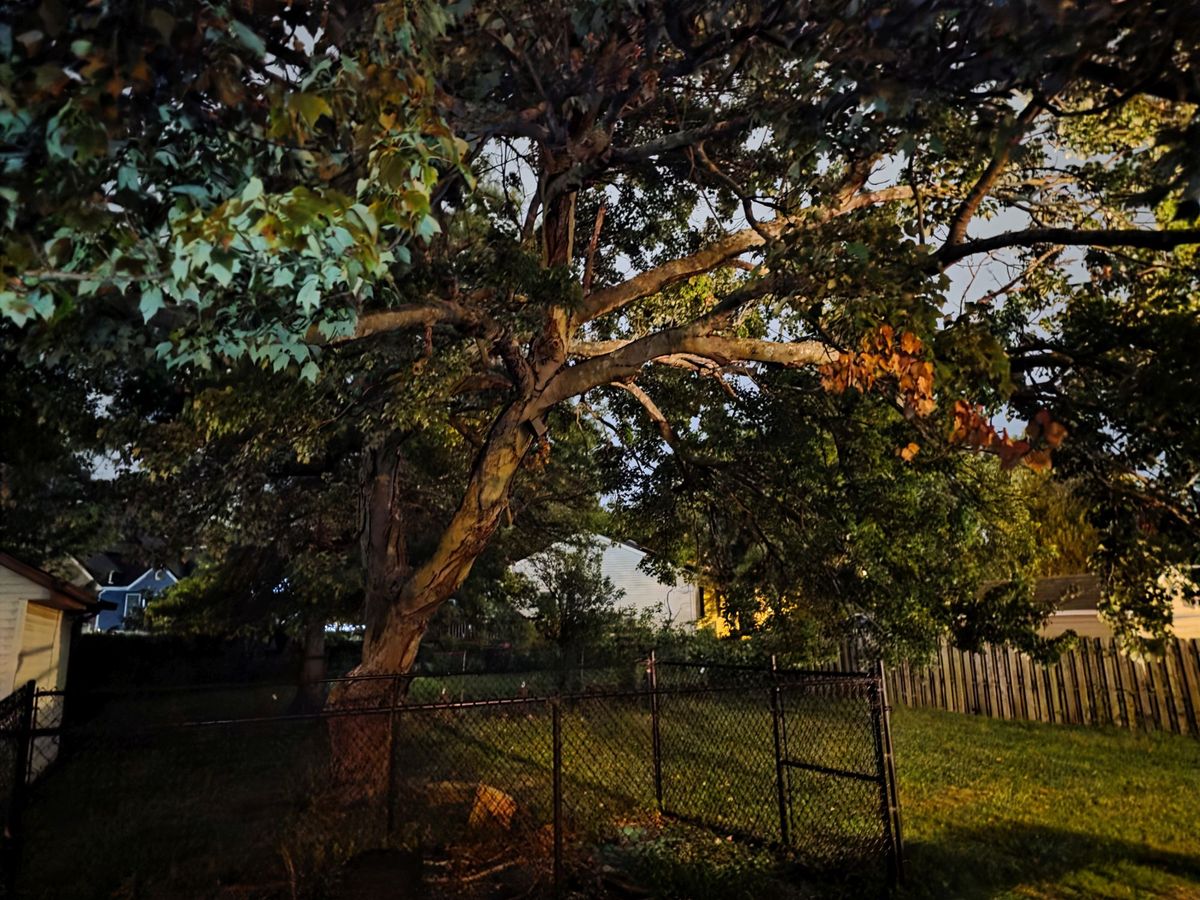 Samsung Galaxy S25 Ultra low light sample.
