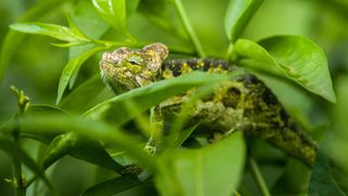 A picture of a Von Hohnels Chameleon in Kenya