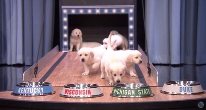 Can puppies predict the winner of the March Madness tournament?