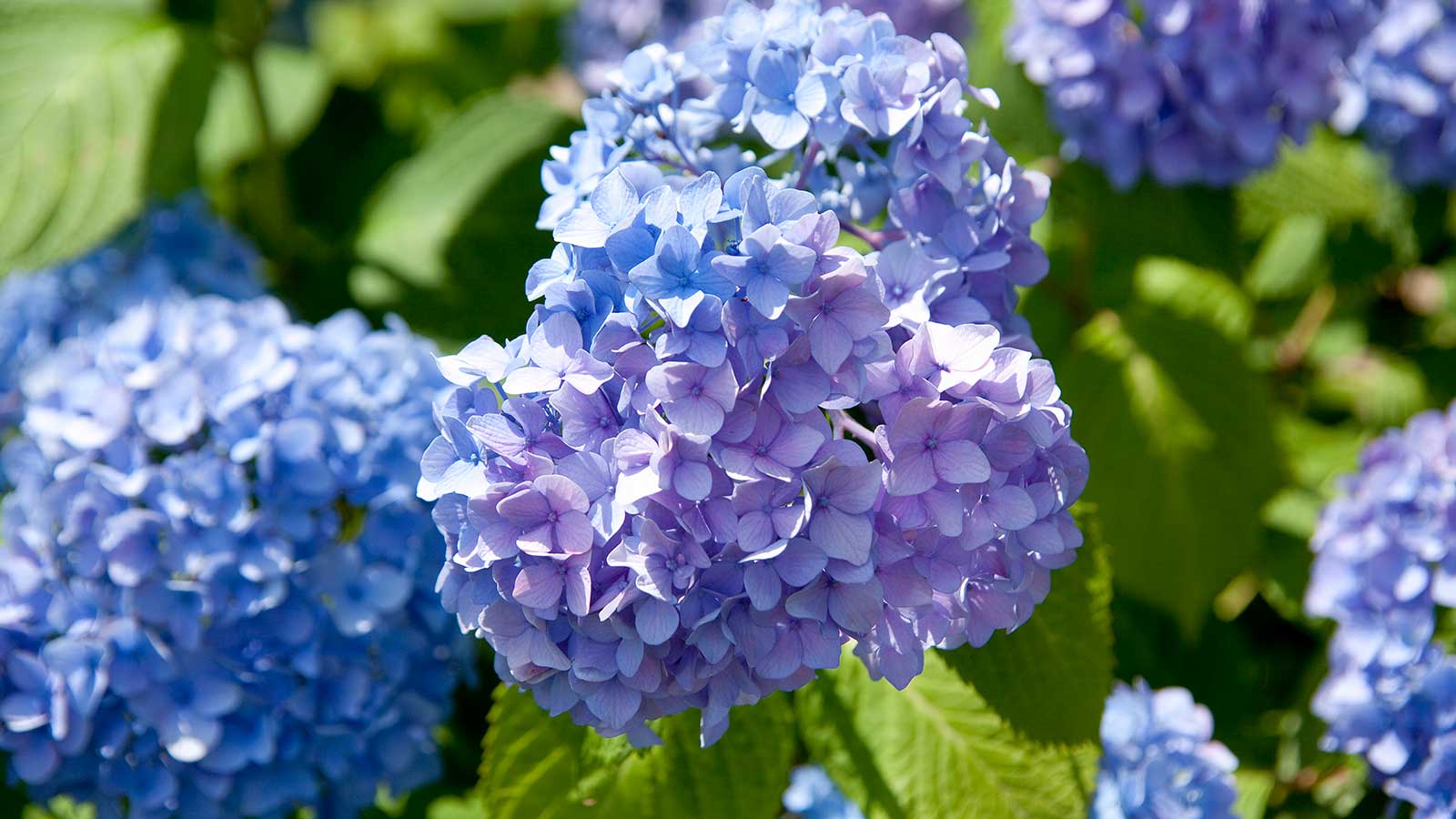blue hydrangea