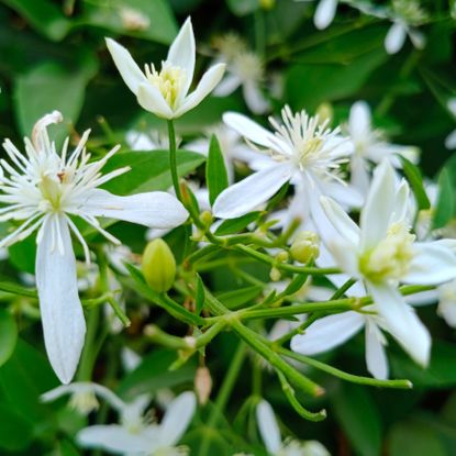 night blooming jasmine with white flowers