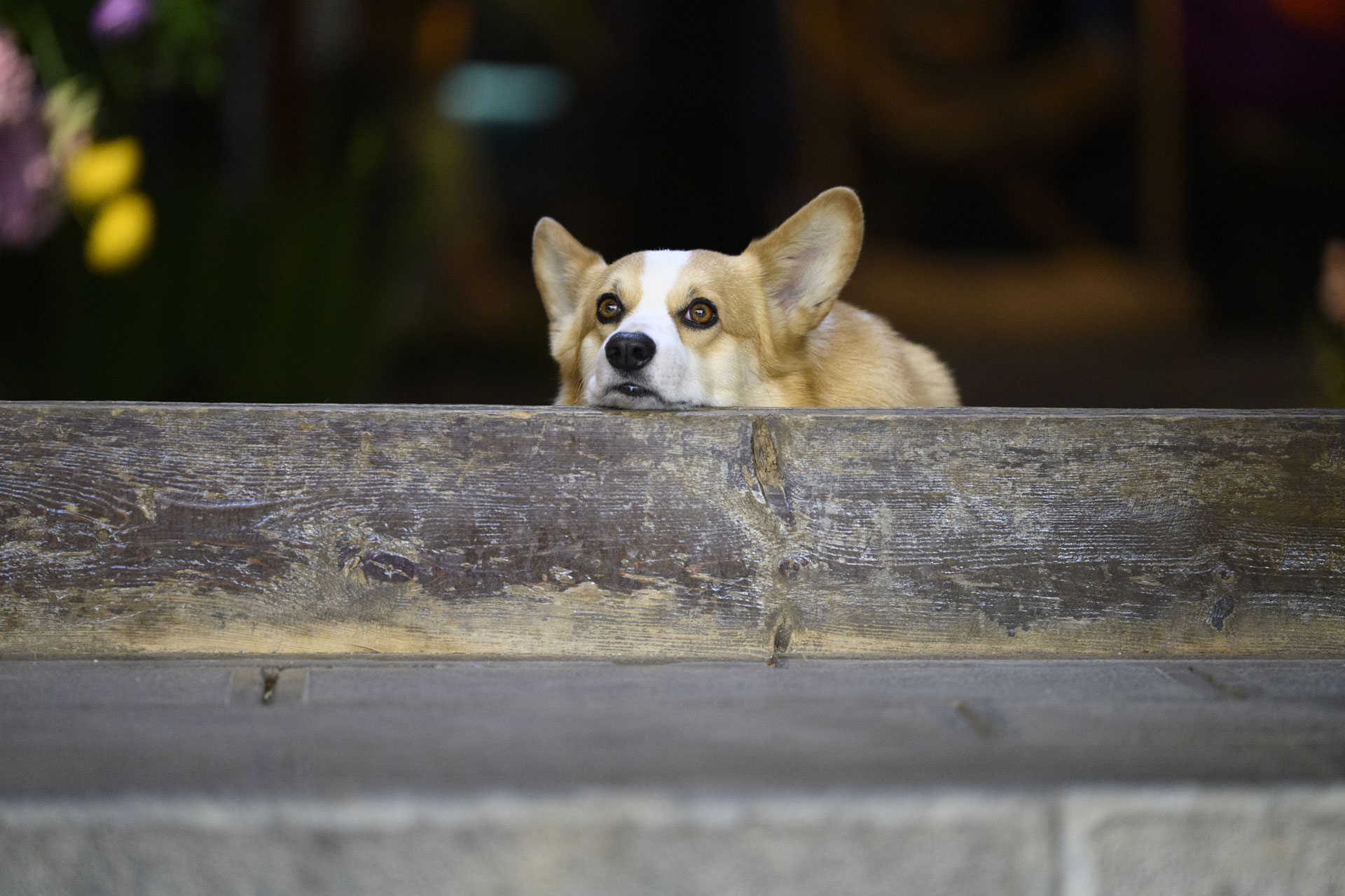 Nikon Z 70-200mm f/2.8 VR S II image gallery: a corgi dog propping its chin up on. a wooden doorway
