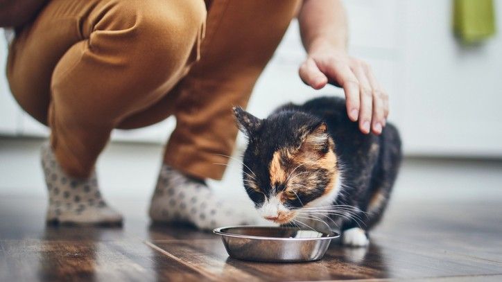 Is homemade cat food better than store bought A vet answers