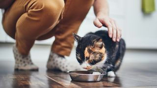 A woman stroking a tortoise shell cat while it eats from a bowl on the kitchen floor