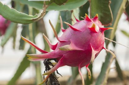 Red Spiky Dragon Fruit