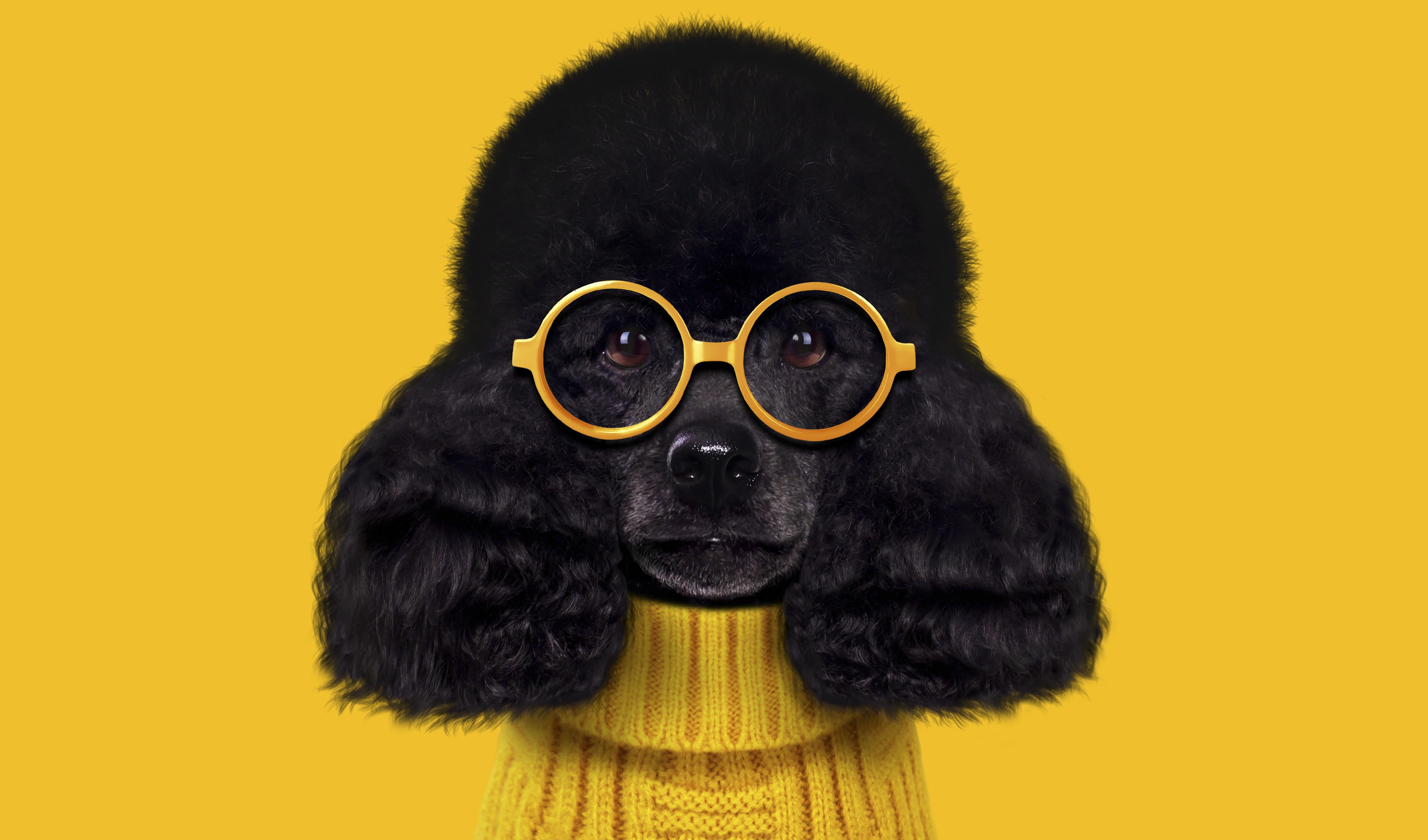 A black dog wearing yellow glasses and a yellow jumper, against a yellow background