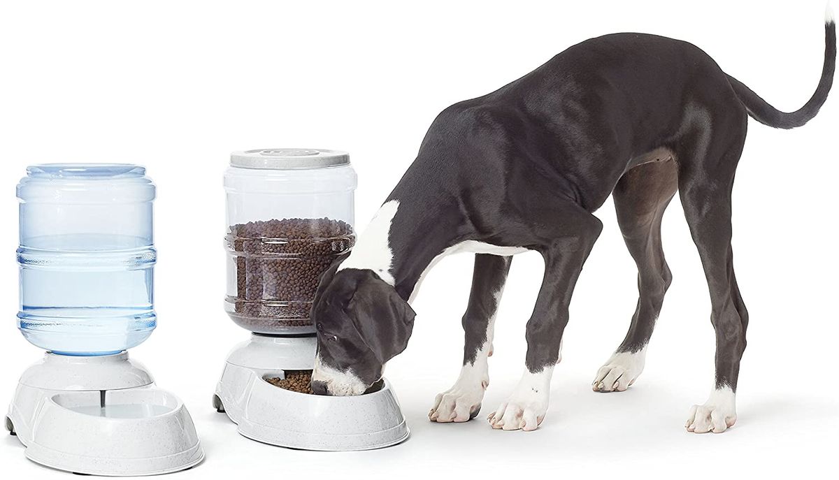 Best automatic pet feeder | PetsRadar