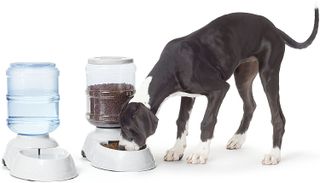 Dog using automatic pet feeder.