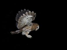 Residents believe that the lower light level has encourage owls to fly closer to the village. Credit: Getty