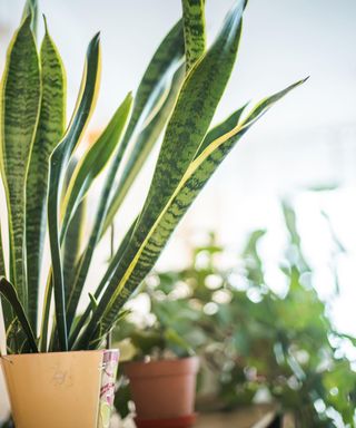 Snake plant in a bedroom