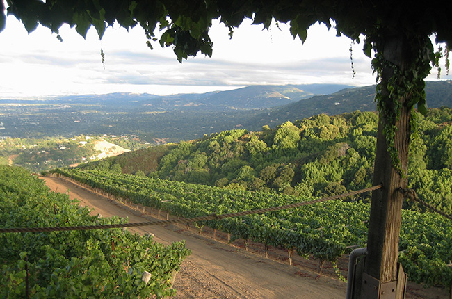 California, Santa Cruz, Mount Eden Vineyards vineyards